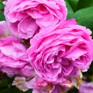 Роза плетистая для тени Луис Одьер № 2