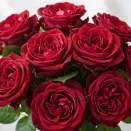 Роза чайно-гибридная невыгорающая Майра Ред № 1