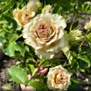 Роза чайно-гибридная Гипноз № 3