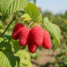 Малина крупноплодная Краса России № 1