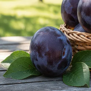 Слива для Сибири Черная горная