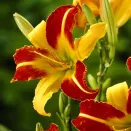 Лилейник Франс Халс № 2