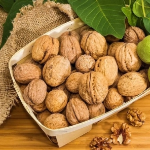 Подарок - Орех грецкий карликовый для Сибири Кореновский