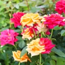 Роза спрей с переменчивой окраской Чили Клементина № 1