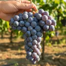 Виноград неукрывной со вкусом груши Юкка № 2