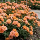 Роза почвопокровная Эйфория № 1