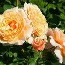 Роза шраб обильноцветущая Карамелла № 2