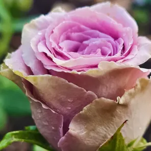 Роза чайно-гибридная нераскрывающаяся Византия