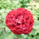 Роза чайно-гибридная Самарканда № 1