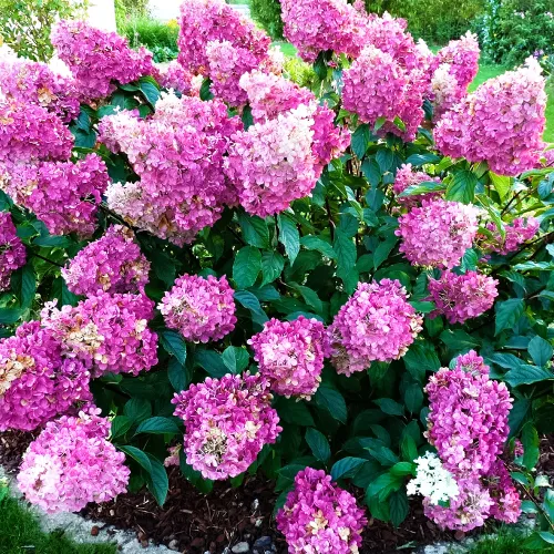 Гортензия метельчатая Сандей Фрайз