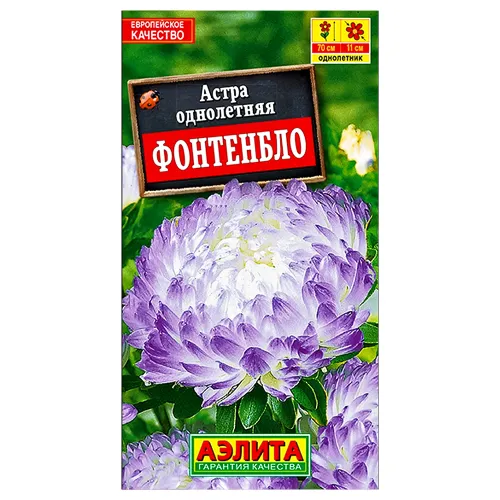 Астра пионовидная Фонтенбло Аэлита