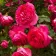 Роза плетистая Цикламен Пьер де Ронсар