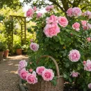 Роза канадская премиум Ламберт Клосс № 1