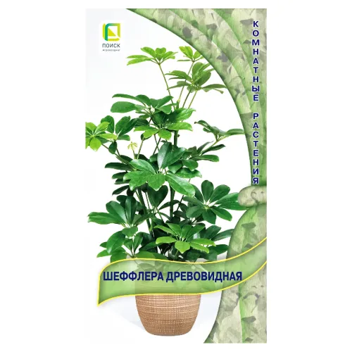Шеффлера древовидная Поиск