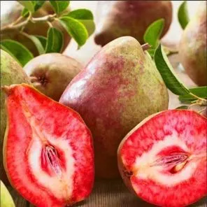 Груша красномясая Ред Вильямс