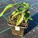 Дейция Распберри Сандей № 3