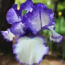 Ирис германский Блю Стаккато № 1