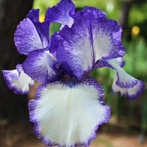 Ирис германский Блю Стаккато