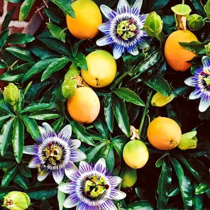 Маракуйя (пассифлора инкарната) Северная