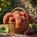 Виноград Кишмиш неукрывной Тиклед Пинк № 1