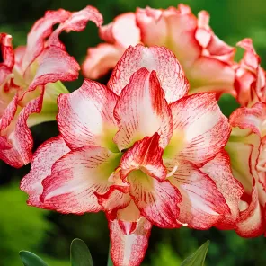 Амариллис (гиппеаструм) Дабл Рекорд