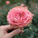 Роза чайно-гибридная Кантри Корал Герл № 1
