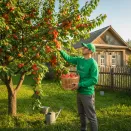 Абрикос для позднего урожая Дженгат № 3