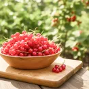 Смородина красная сибирской селекции Хрустящая № 1