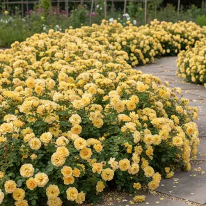 Роза почвопокровная обильноцветущая Еллоу Фейри