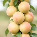 Слива колоновидная Медовая № 2