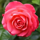 Роза флорибунда для жары и засухи Шакенборг № 2