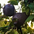 Яблоня Черный бриллиант (Алмаз) № 2