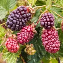 Ежемалина-гигант Техас № 2