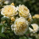 Роза канадская Агнес № 2