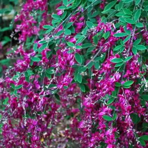 Леспедеца двуцветная ультраморозостойкая