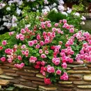 Роза почвопокровная Четыре сезона № 3