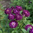 Роза спрей с пряным ароматом Даймонд Айс № 2