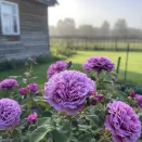 Роза флорибунда супервыносливая Терра Лимбургия № 2