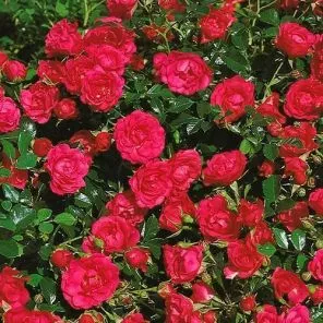 Роза почвопокровная Роди