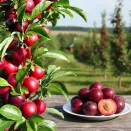 Алыча колоновидная № 1