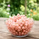 Смородина розовая Мускат розовый № 2