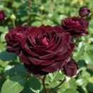 Роза чайно-гибридная Черная магия № 2