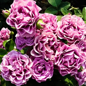 Роза флорибунда супервыносливая Терра Лимбургия