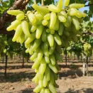 Виноград Козерог № 1