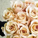 Роза чайно-гибридная с изысканным ароматом Брут № 1