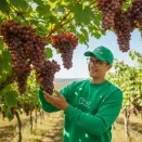 Виноград сладкий для сложного климата Свенсон Ред № 2