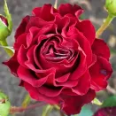 Роза чайно-гибридная Хартс № 2