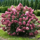 Гортензия метельчатая Даймонд Руж № 2