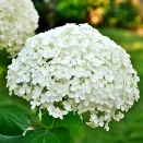 Гортензия древовидная Анабель № 2