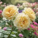 Роза канадская Агнес № 3